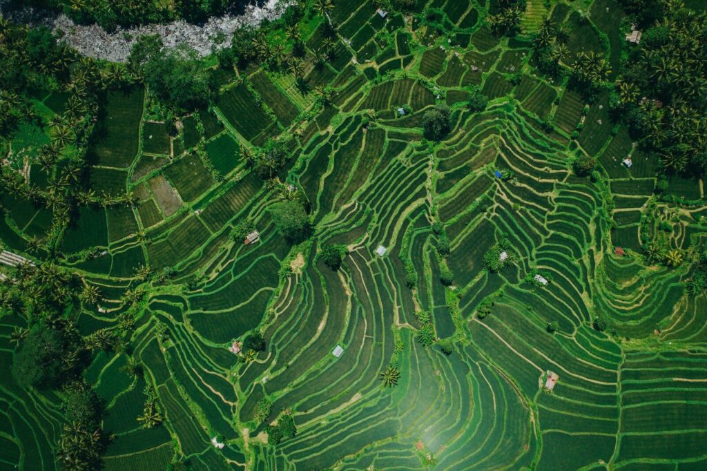 an aerial view of a green rice field