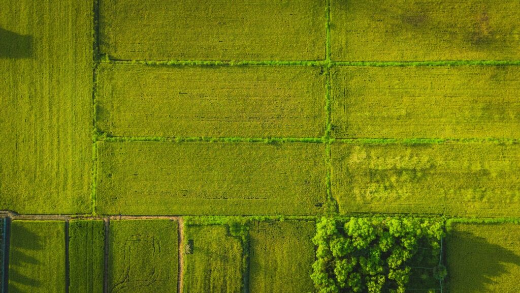 Overhead view of neatly divided green fields.