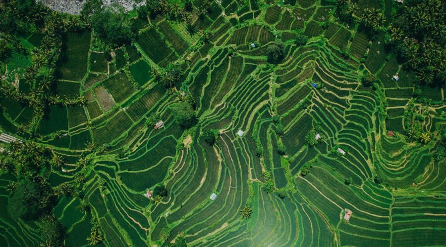 an aerial view of a green rice field