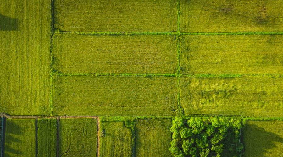 Overhead view of neatly divided green fields.